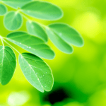 Moringa and Mental Clarity: Boost Your Focus Naturally