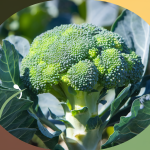 Broccoli: A Nutrient-Rich Superfood for Overall Health Benefits