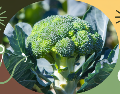 Broccoli: A Nutrient-Rich Superfood for Overall Health Benefits