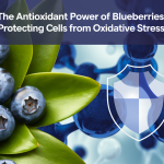 The Antioxidant Power of Blueberries: Protecting Cells from Oxidative Stress